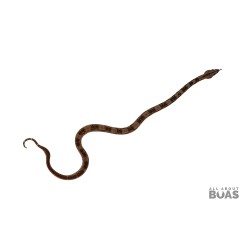 L231-04F “BLOOM” - Boa Constrictor - STRIPE TAIL 66% Het for Blood 50% Het for Anery II
