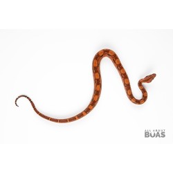 L231-08F “FRIC” - Boa Constrictor - Blood 50% Het for Anery 2