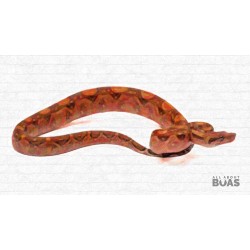 L231-08F “FRIC” - Boa Constrictor - Blood 50% Het for Anery 2