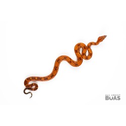 L231-03M “JACK” - Boa Constrictor - Blood 50% Het for Anery II