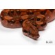 L231-03M “JACK” - Boa Constrictor - Blood 50% Het for Anery II