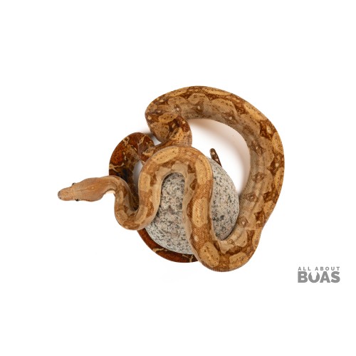 AAB034M “LUCKY” - Boa Constrictor - CARAMEL ALBINO