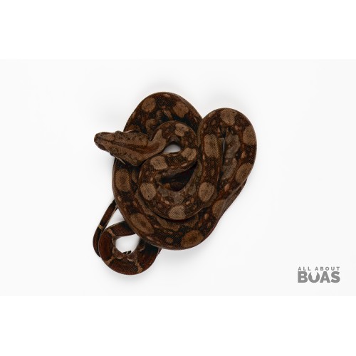 L231-06M “WILLIE” - Boa Constrictor - CIRCLE BACK 66% Het for Blood 50% Het for Anery II